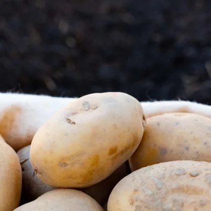 Réussir la culture de la Pomme de terre
