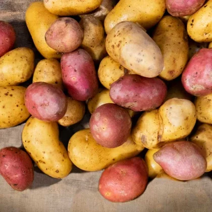 Quand planter les pommes de terres ?