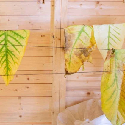 Septembre au potager