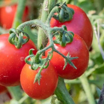 Réussir la culture de la Tomate Cerise