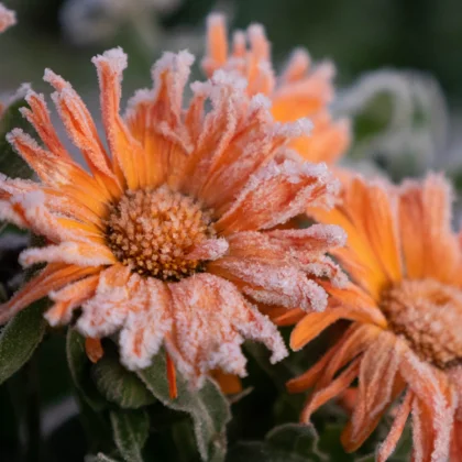 Janvier au potager