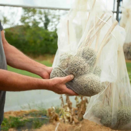 Octobre au potager