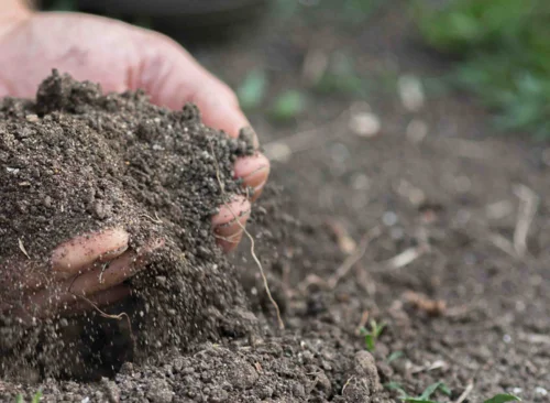 Potager mois par mois