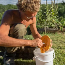 Extraction des graines de melon