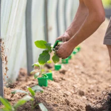 plantation des aubergines