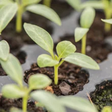 Jeunes pousses d'aubergine
