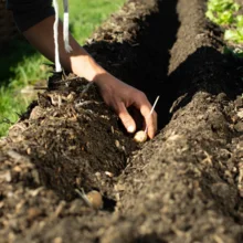 Plantation des pommes de terre dans des sillons