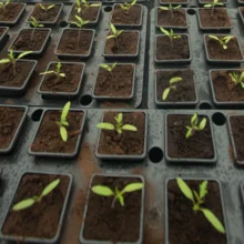 Jeunes plantules de tomate repiquées en godet individuel