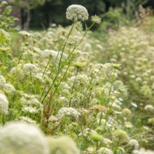 Plants de carotte porte-graines en fleur