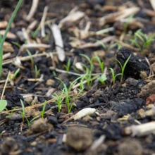 Jeunes plantules de carotte