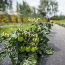 Tomate cerise "Red Robin" en pleine terre