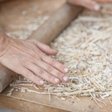 Extraction des graines de radis au rouleau à pâtisserie