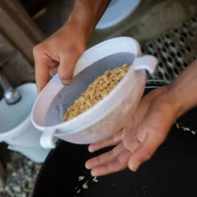 Récupération des graines de melon