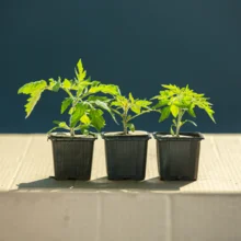 jeunes plants de tomate cerise