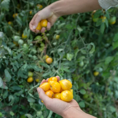 récolte des tomates cerises Lemon Drop