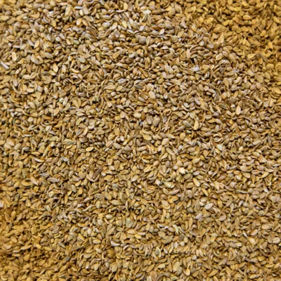 semences de carotte dépourvues de barbes