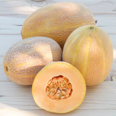 Récolte de melon "Sweet Granite"