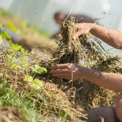 Paillage des plants de courge