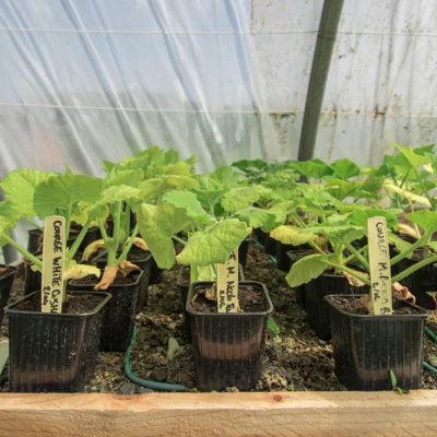 Jeunes plants de courge en godet