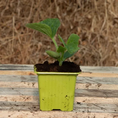 Jeune plant de melon "Cantaloup Charentais"
