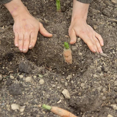plantation des carottes pour la production de graines