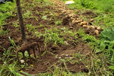 Récolte des pommes de terre
