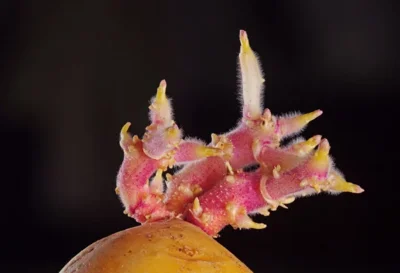 germes de pomme de terre