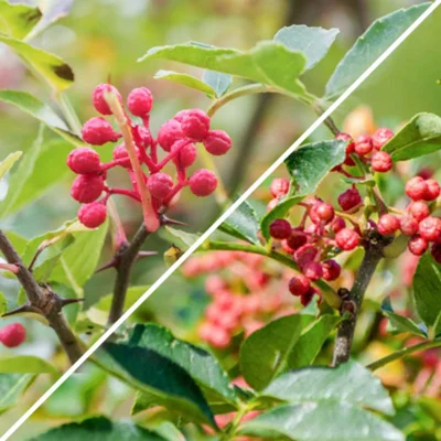 Duo de poivriers du Timut et du Sichuan 2 plants bio