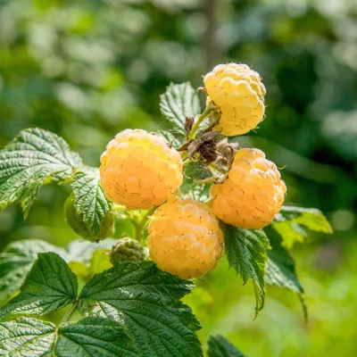 Framboisier remontants "Sucrée de Metz" 2 plants bio