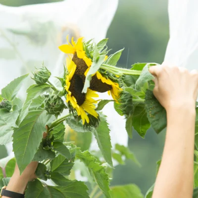 Atelier Kokopelli - La pollinisation manuelle - 3h