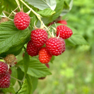 Framboisiers remontants "Augustred" 2 plants bio
