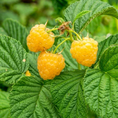 Framboisiers remontants "Fall Gold" 2 plants bio