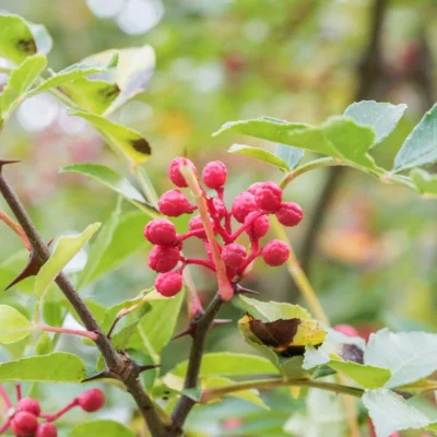Poivrier du Sichuan 2 plants bio