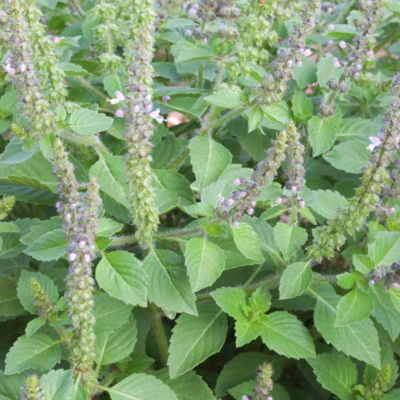 Basilic Sacré / Tulsi Tempérée