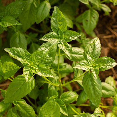 Basilic Napoletano