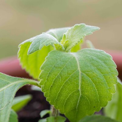 Basilic Tulsi Vana