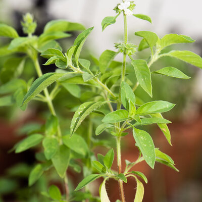 Basilic Tulsi Kali