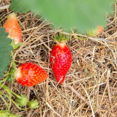 Fraisiers non remontants "Ciflorette" 3 plants bio