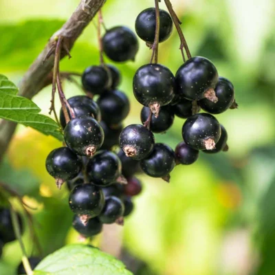 Cassissier autofertile "Andega" 2 plants bio