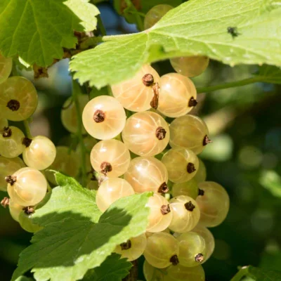 Cassissier "Ojeblanc" 2 plants bio