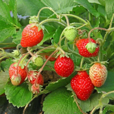 Fraisier Cijosée 3 plants bio
