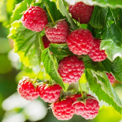 Framboisier Mi-saison Topla 2 plants bio
