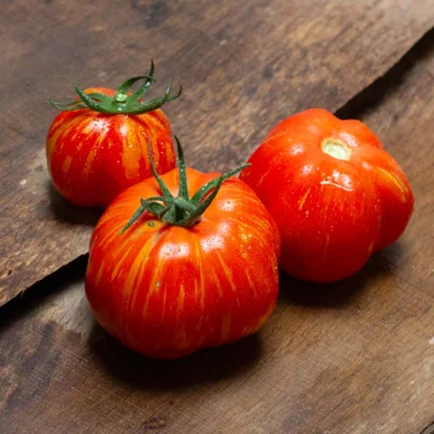 Tomate Bigarrée Mi-Saison New Shirmer Stook