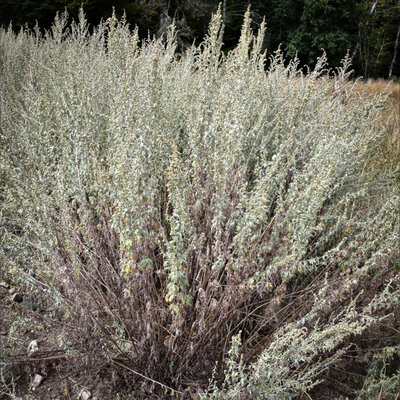 Artemisia Absinthe