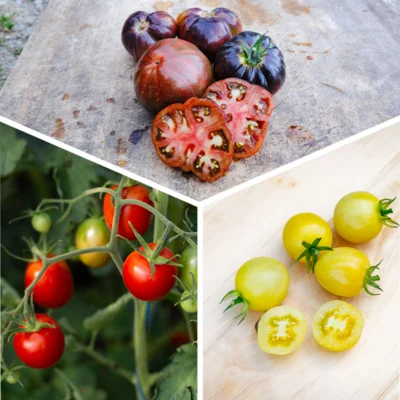 Tomates « Coups de Coeur des producteurs » 3 plants bio