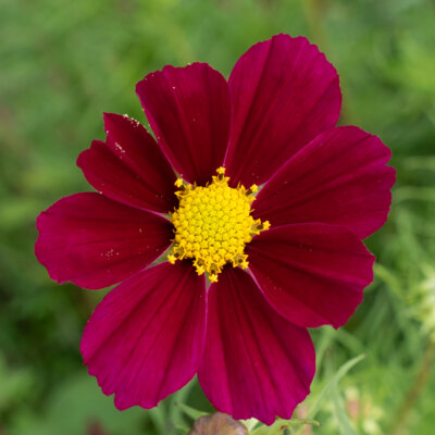 Cosmos Rouge Carmin