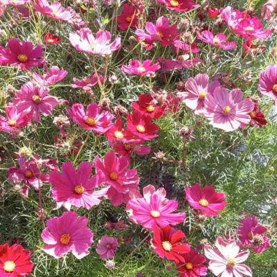 Cosmos Rubenza