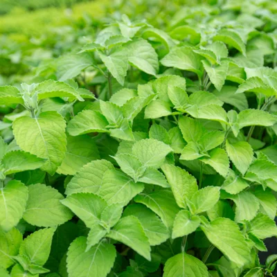 Basilic Tulsi Mtulé à Feuilles Lisses