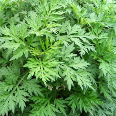 Artemisia Armoise Japonaise