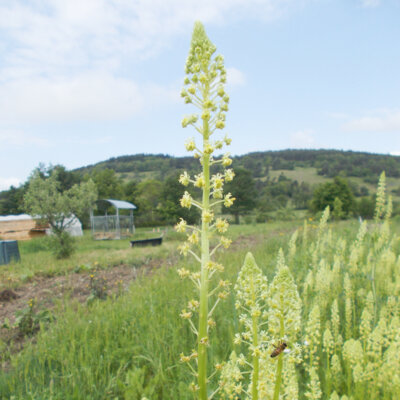 Reseda Reseda Sauvage